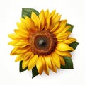 Close Up Of A Sunflower Isolated On White Background