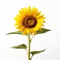 Close Up Of A Sunflower Isolated On White Background