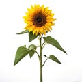 Close Up Of A Sunflower Isolated On White Background