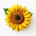 Close Up Of A Sunflower Isolated On White Background