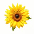 Close Up Of A Sunflower Isolated On White Background