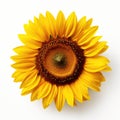 Close Up Of A Sunflower Isolated On White Background