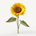 Close Up Of A Sunflower Isolated On White Background