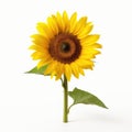 Close Up Of A Sunflower Isolated On White Background