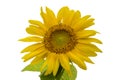 Close up sunflower with isololated backgrounds Royalty Free Stock Photo