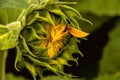 Close-up of a sunflower, its petals just beginning to open in preparation for full bloom Royalty Free Stock Photo