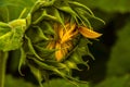 Close-up of a sunflower, its petals just beginning to open in preparation for full bloom Royalty Free Stock Photo