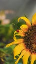 close up sunflower with ladybug