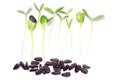 Close-up of sunflower microgreens on the white background. Seed Germination at home. Crop microgreens.