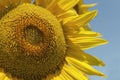 Close up of sunflower over blue sky. Royalty Free Stock Photo