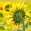 Close-up of sunflower Royalty Free Stock Photo