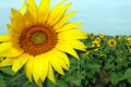 Close-up of a sunflower with petals fluttering in the breeze Royalty Free Stock Photo