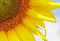 A close up of a sunflower with the petals spread out Royalty Free Stock Photo