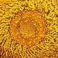 Close up of sunflower pollen