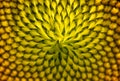 Close up of sunflower pollen in the garden Royalty Free Stock Photo