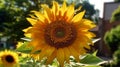 Close-up of a sunflower with seeds on the background of a field with half sunflowers, sunny day, harvesting Royalty Free Stock Photo