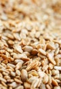 Close Up - Sunflower Seeds background with selective focus Royalty Free Stock Photo