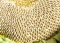 Close up on sunflower seeds of giant sunflower Royalty Free Stock Photo