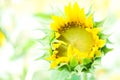 Close up of sunflower with shallow depth of field in nature, flower, blur, banner