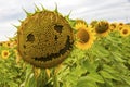 Close-up sunflower with smiling face on a sunflowers field Royalty Free Stock Photo
