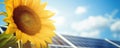 Close-up of a sunflower with solar panels in the background against the sky with copyspace for text. Royalty Free Stock Photo