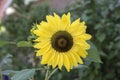 Close Up Of A Sunflower At Uitdam The Netherlands 6-8-2020 Royalty Free Stock Photo