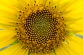 Close up of the sunflower wallpaper. Royalty Free Stock Photo