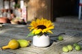 Close up of Sunflower in white vase on vintage wooden table background. Royalty Free Stock Photo