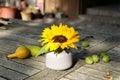 Close up of Sunflower in white vase on vintage wooden table background. Royalty Free Stock Photo