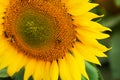 Close up sunflower and working bee nature background Royalty Free Stock Photo