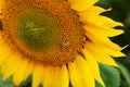 Close up sunflower and working bee nature background Royalty Free Stock Photo