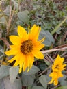 Close up of sunflower. Yellow sunflower. Honey Bee. Flying Honey Bee sitting on sunflower. Royalty Free Stock Photo