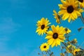 Sunflowers blooming  on beautiful bright blue sky background Royalty Free Stock Photo