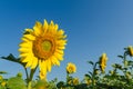 Close up sunflowers and blue sky