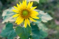 Close up of sunflowers.