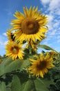Close-up of Sunflowers in Full Bloom.Summer background Royalty Free Stock Photo
