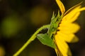 Close up Sunflowers Helianthus annuus hairs on a stem Royalty Free Stock Photo