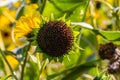 Close up Sunflowers Helianthus annuus seeds on a stem Royalty Free Stock Photo