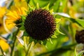 Close up Sunflowers Helianthus annuus seeds on a stem Royalty Free Stock Photo