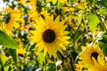 Close up Sunflowers Helianthus annuus on a stem Royalty Free Stock Photo
