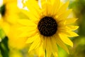 Close up Sunflowers Helianthus annuus on a stem Royalty Free Stock Photo