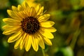 Close up Sunflowers Helianthus annuus on a stem Royalty Free Stock Photo