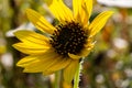 Close up Sunflowers Helianthus annuus on a stem Royalty Free Stock Photo