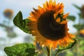 Close up of a delightfully deformed Sunflower Royalty Free Stock Photo