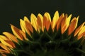 Close up of upper half of sunflower