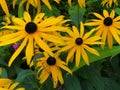 France Giverney Sunflowers in Monet gardens 809240