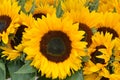 Close Up Of Sunflowers From The Netherlands Royalty Free Stock Photo