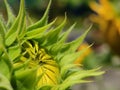 Close up sunflowers ready to bloom in the morning at garden Royalty Free Stock Photo