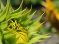 Close up sunflowers ready to bloom in the morning at garden Royalty Free Stock Photo