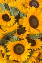 sunflowers for sale in a local market.